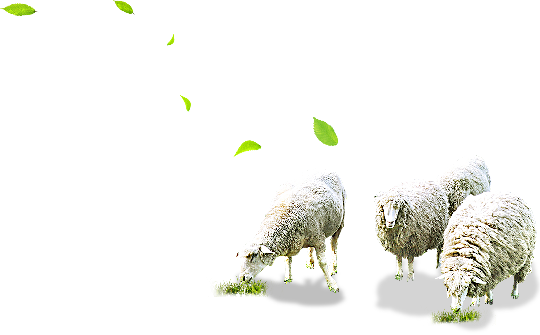 Grazing Sheep Transparent Background PNG