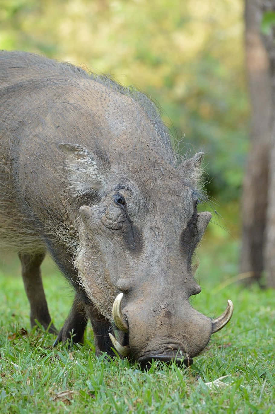 Grazing Warthogin Natural Habitat.jpg Wallpaper