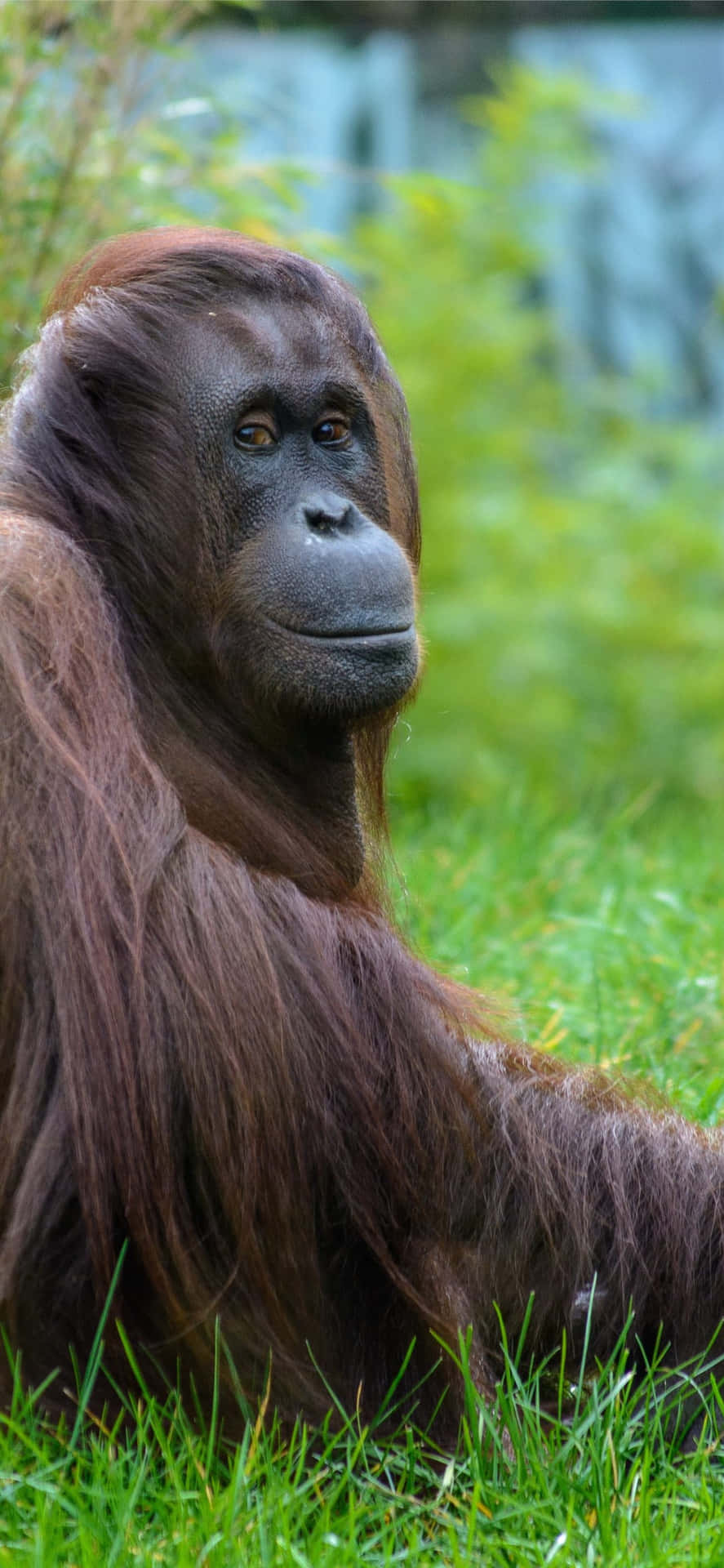 Großeraffe In Der Natur: Orang-utan Wallpaper