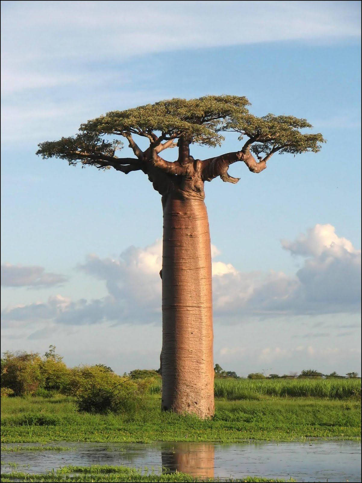 Great Baobab Tree Africa Iphone Background