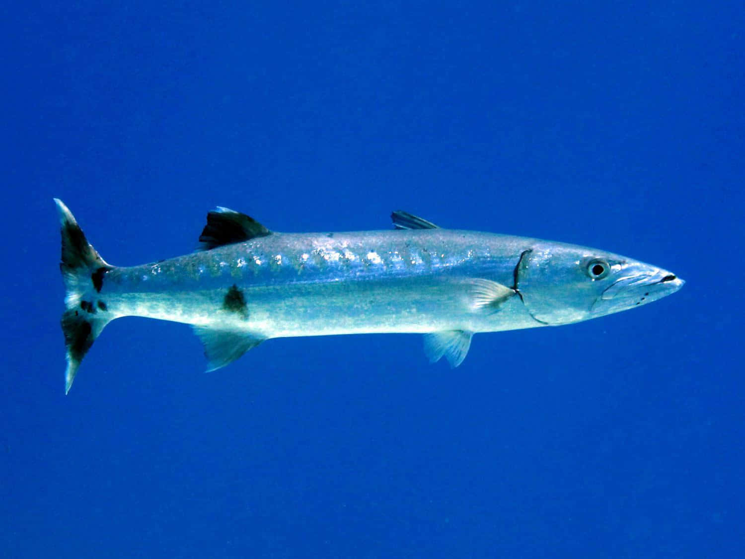 Great Barracuda Swimming Blue Ocean Wallpaper