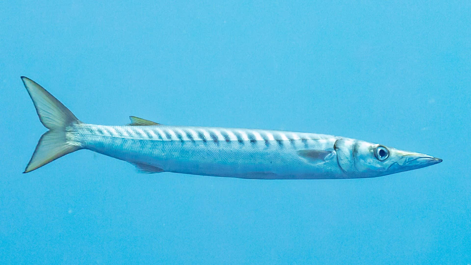 Great Barracuda Swimming Underwater.jpg Wallpaper