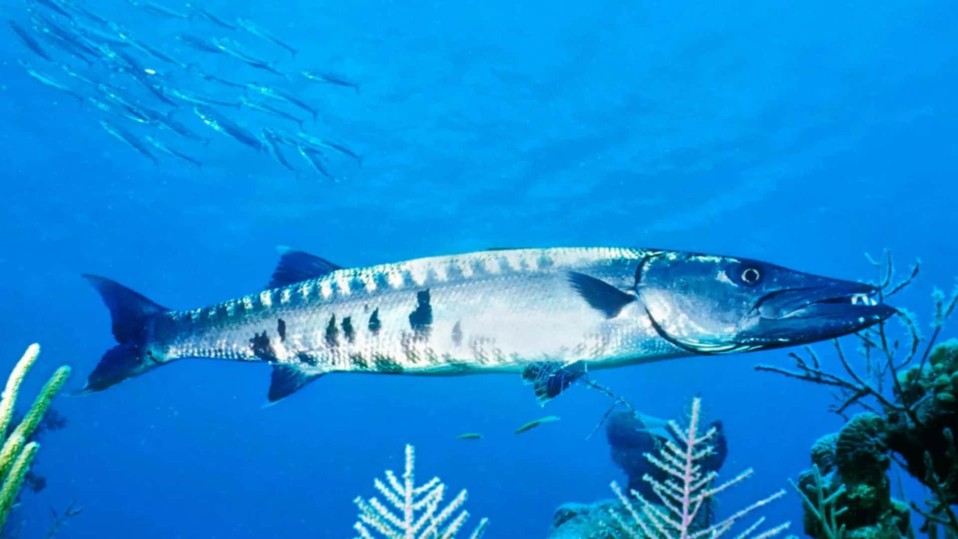 Download Great Barracuda Swimming Underwater Wallpaper | Wallpapers.com