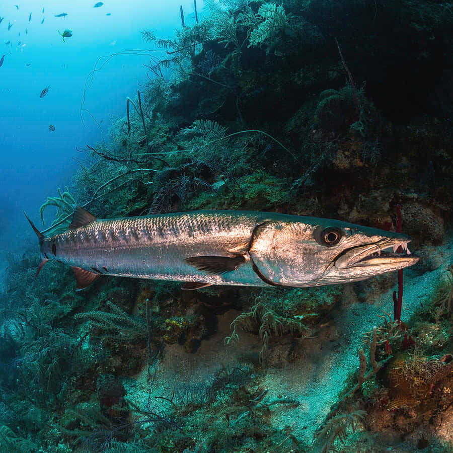 Stor Barracuda Under Vann Bakgrunnsbildet