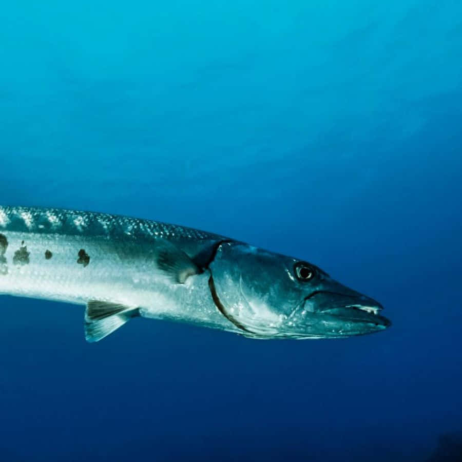 Great_ Barracuda_ Underwater Wallpaper