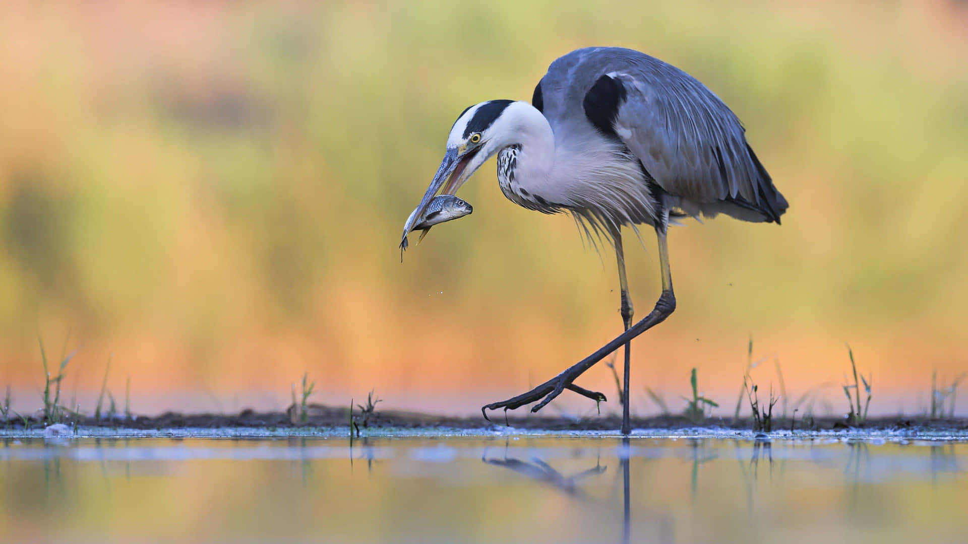 Great Blue Heron Catching Fish Wallpaper