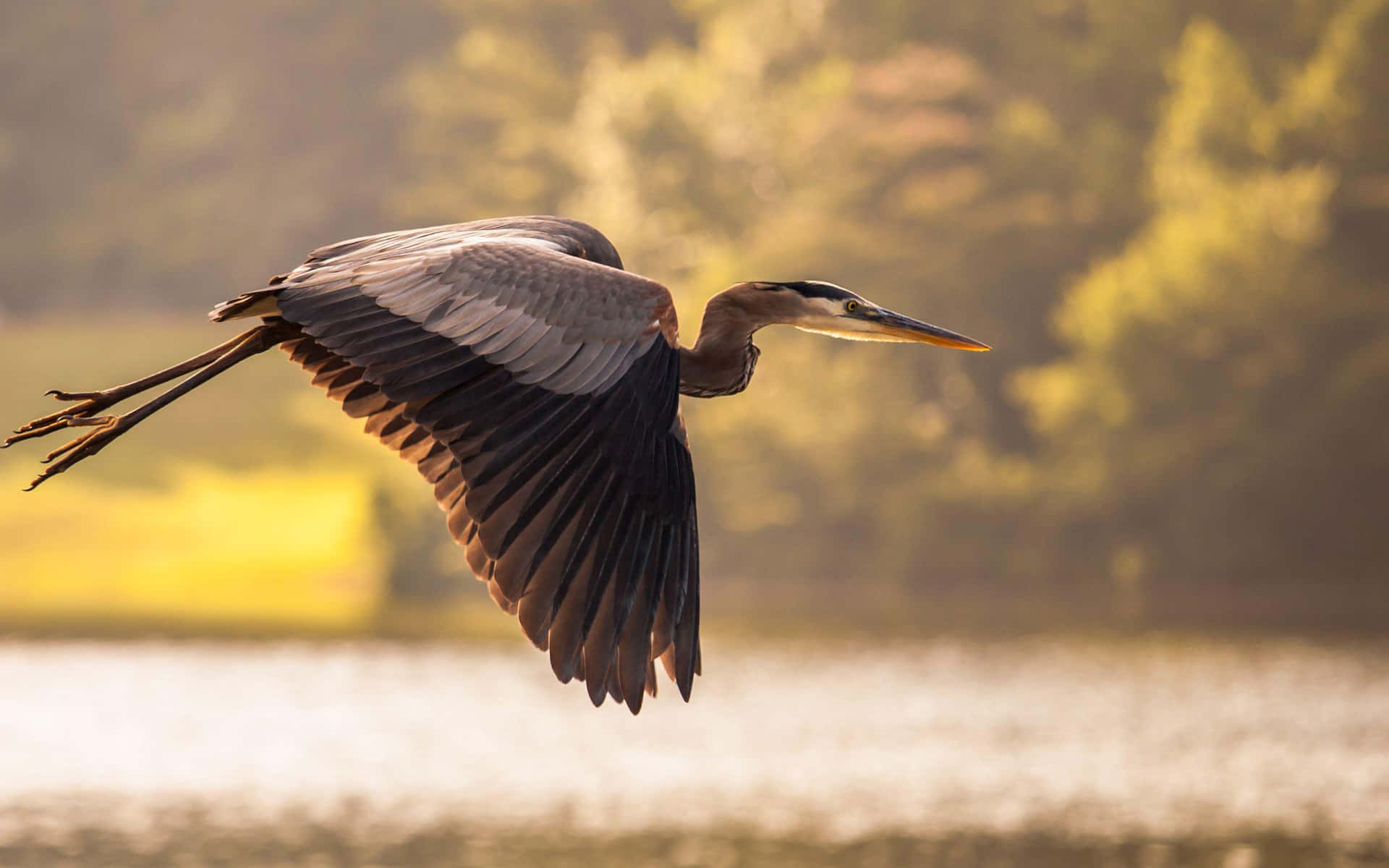 Great_ Blue_ Heron_ In_ Flight Wallpaper