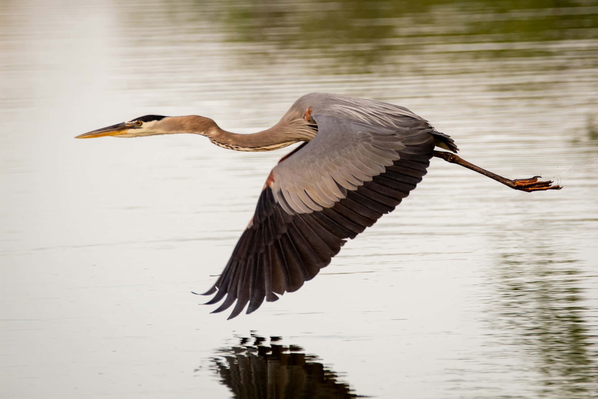 Great_ Blue_ Heron_ In_ Flight.jpg Wallpaper