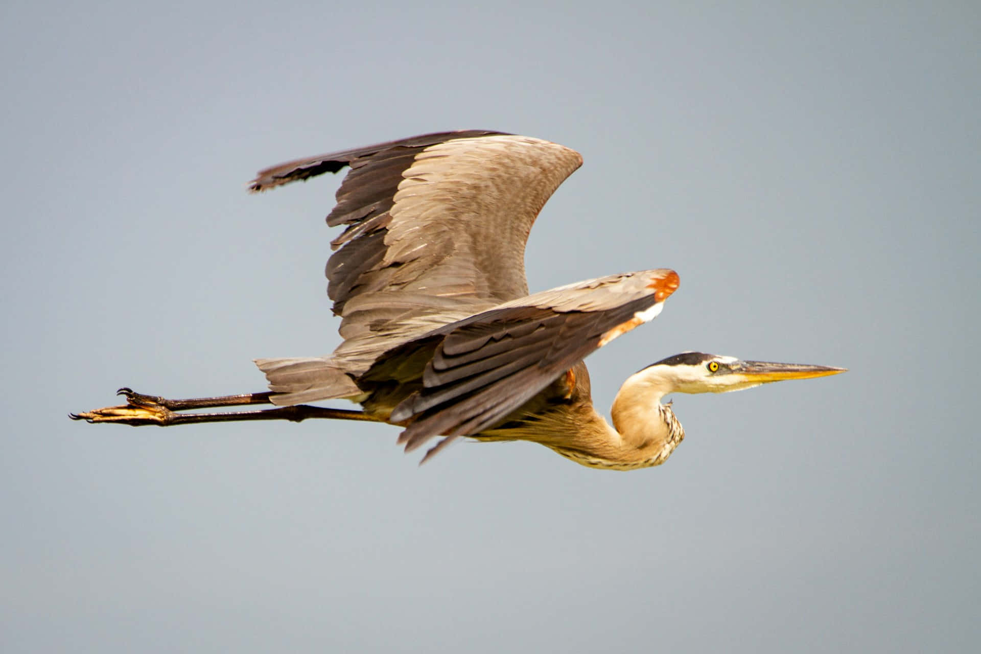 Great_ Blue_ Heron_ In_ Flight.jpg Wallpaper