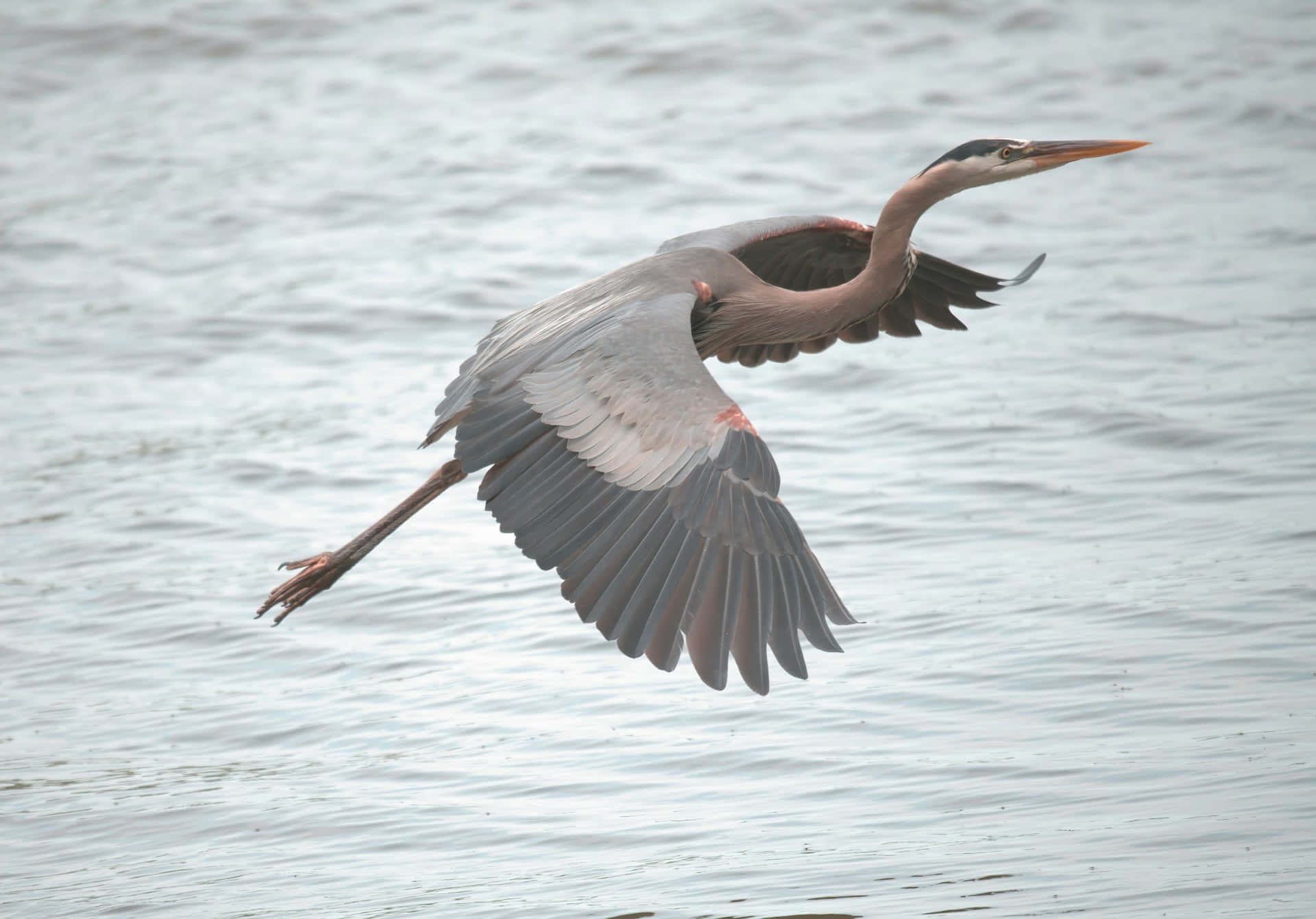 Grote Blauwe Reiger In Vlucht Over Water Achtergrond