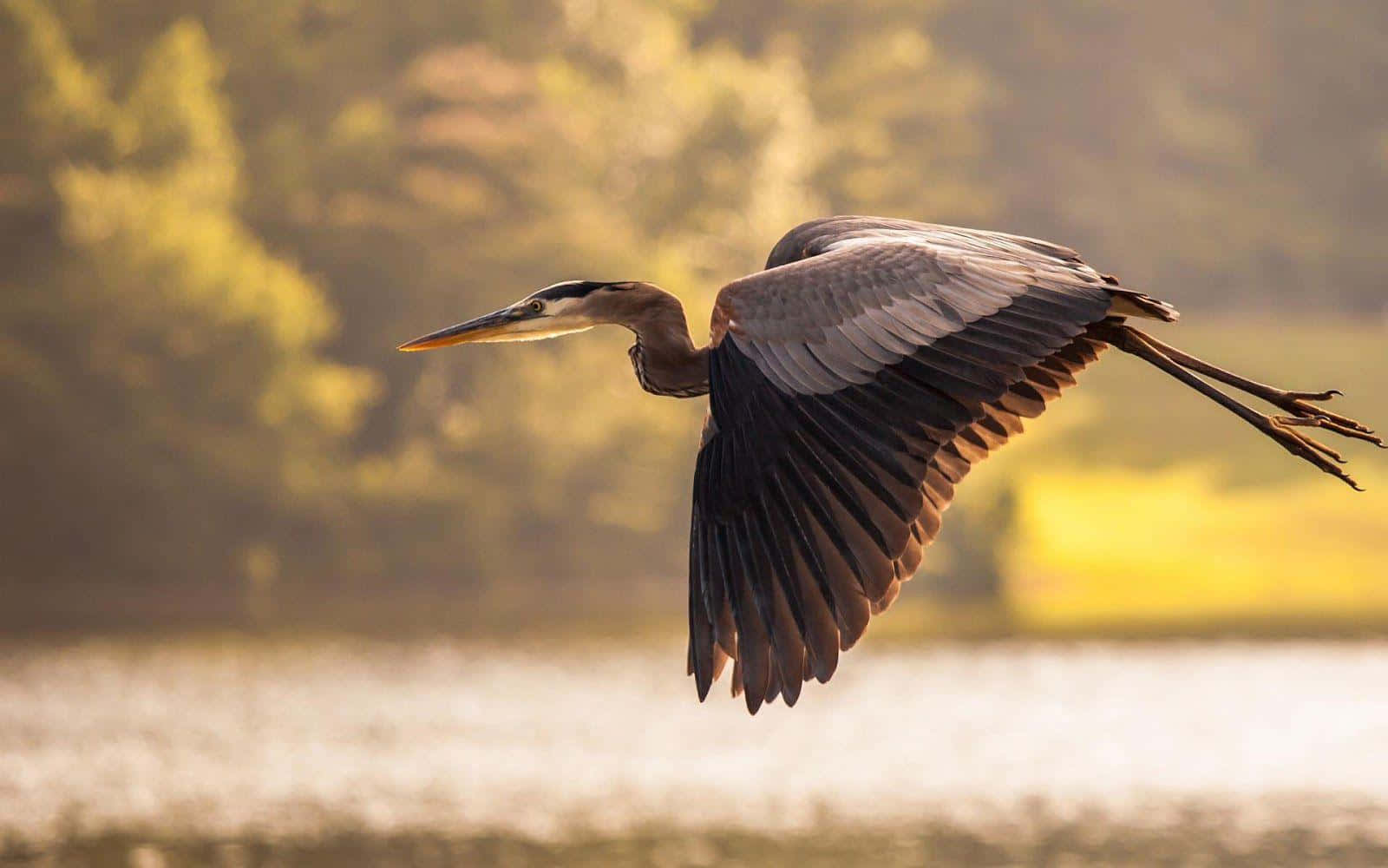 Great_ Blue_ Heron_ In_ Flight Wallpaper