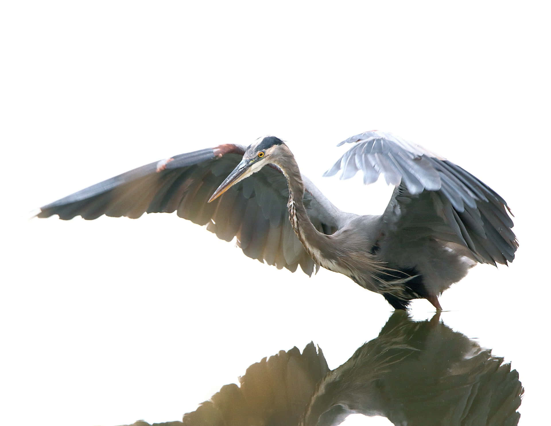 Burung Heron Biru Besar Mengembangkan Sayap Wallpaper