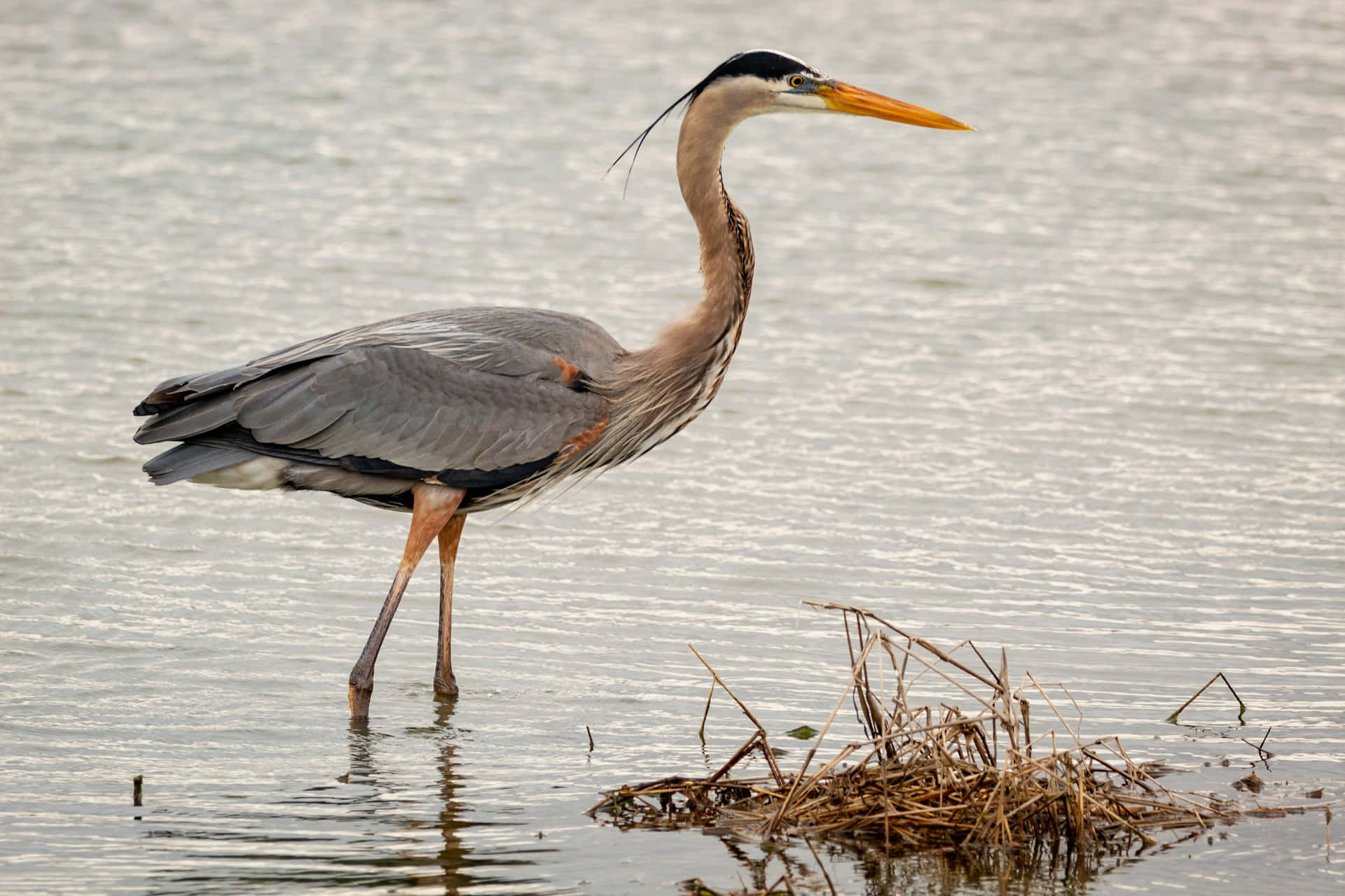 Great_ Blue_ Heron_ Standing_by_ Water.jpg Wallpaper