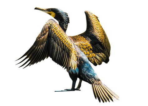 Great Cormorant Spreading Wings PNG