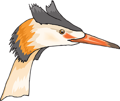 Great Crested Grebe Illustration PNG