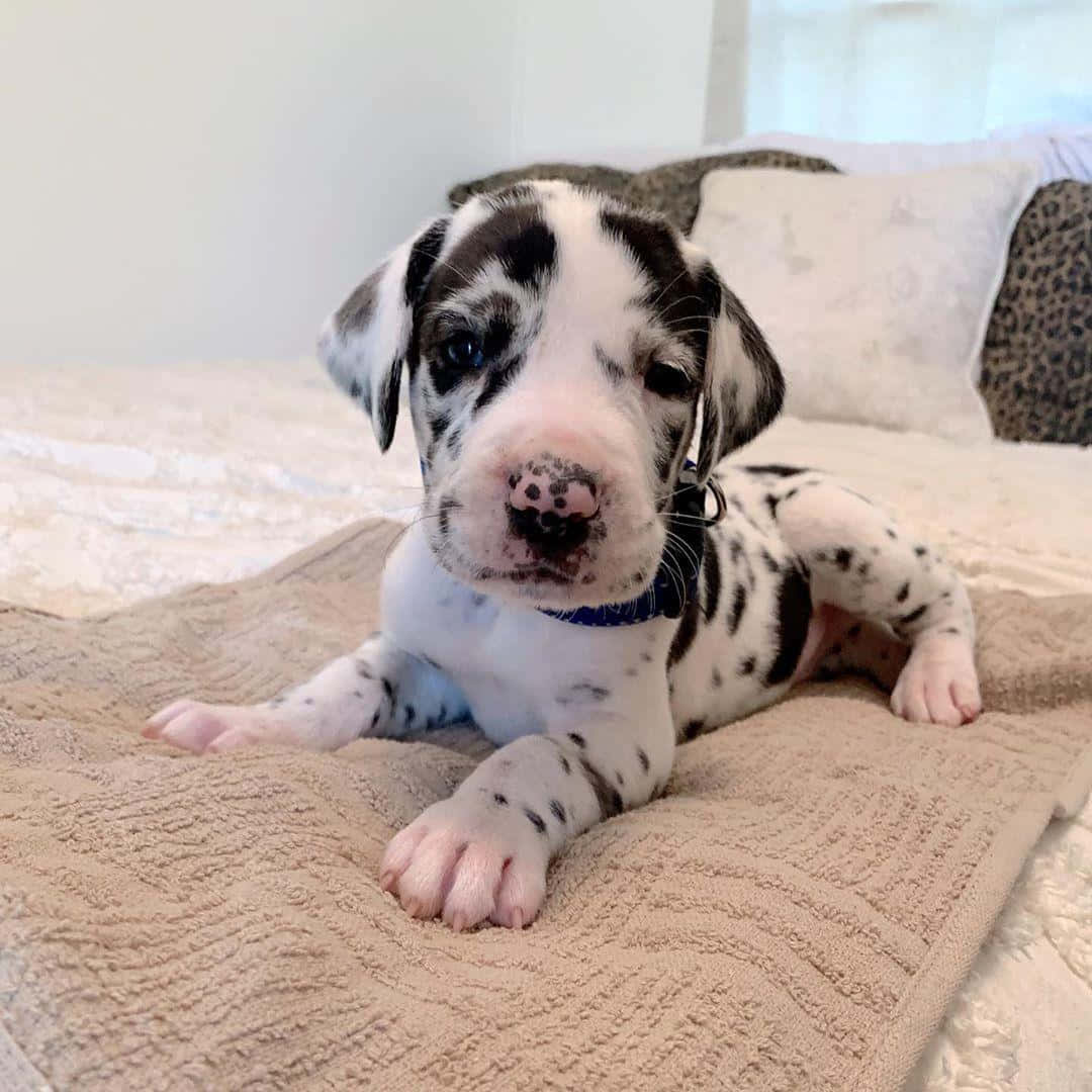 Adorable Great Dane Puppies Playing Together
