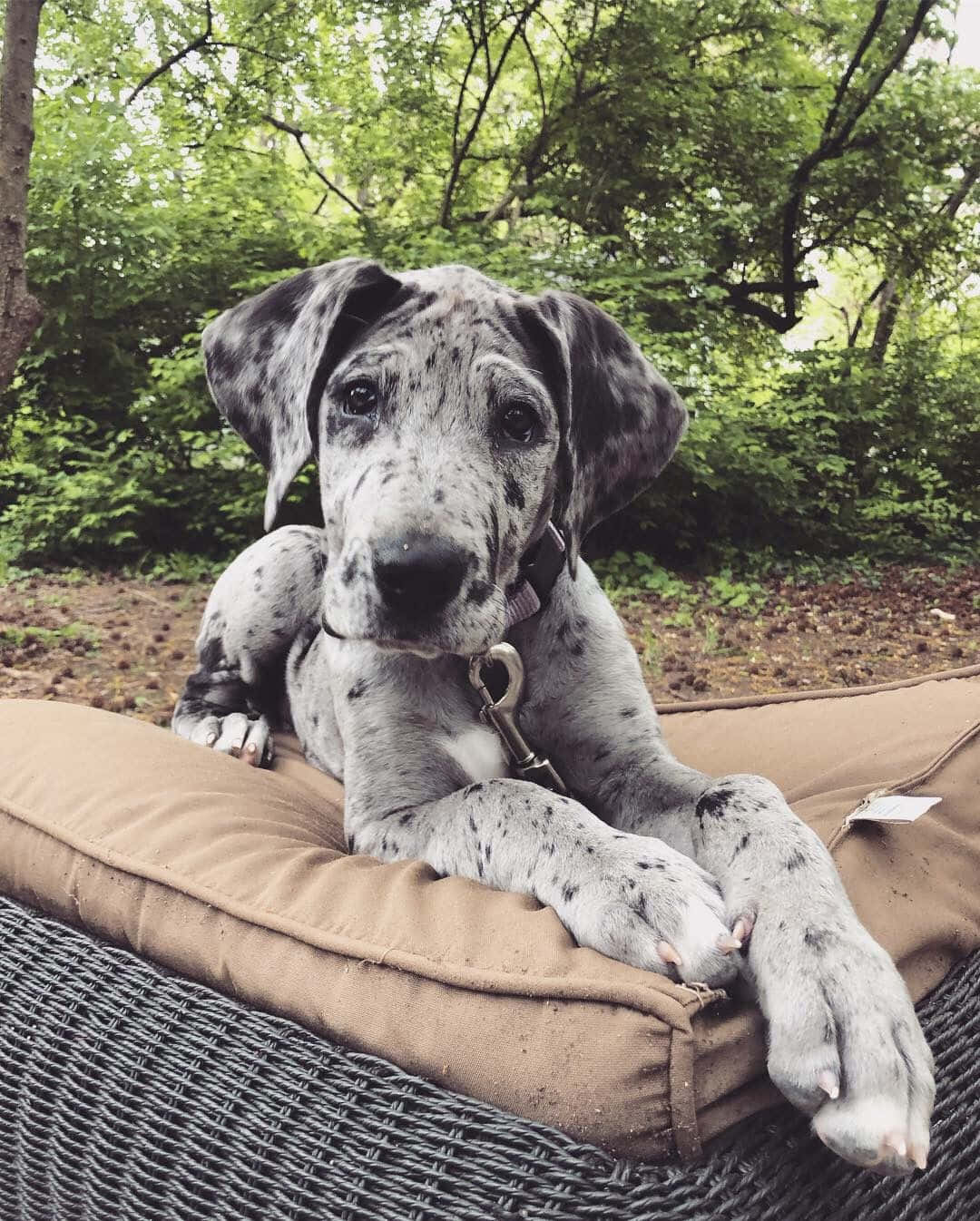 What could be cuter than a litter of Great Dane puppies?