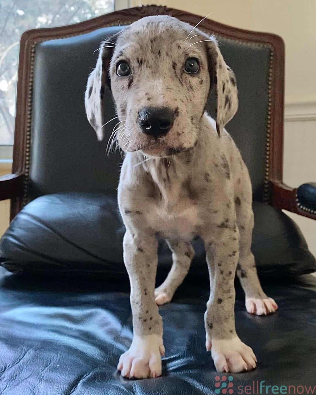 A Small Grey And White Dog Standing On A Black Chair