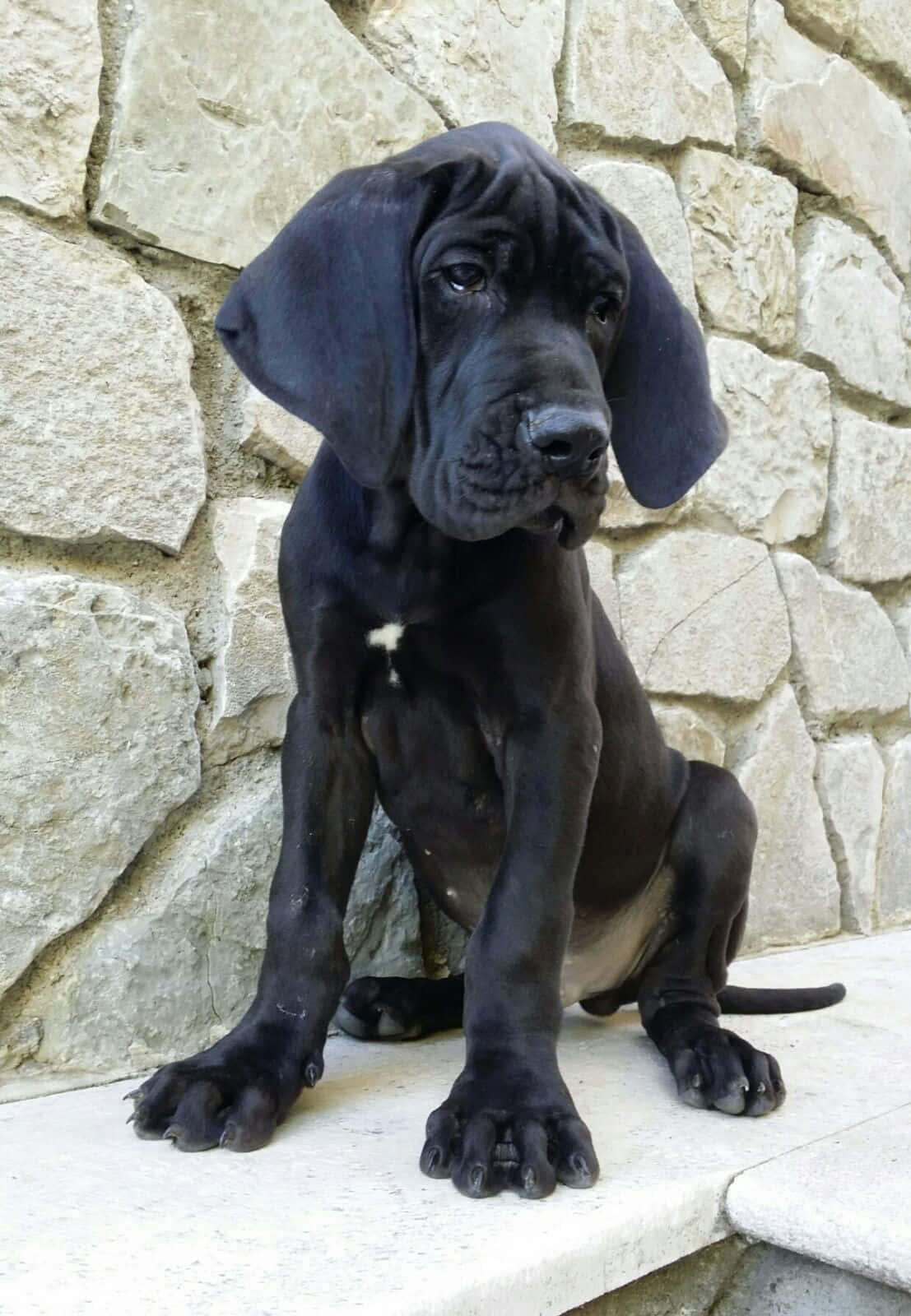 A Black Puppy Sitting On A Stone Wall