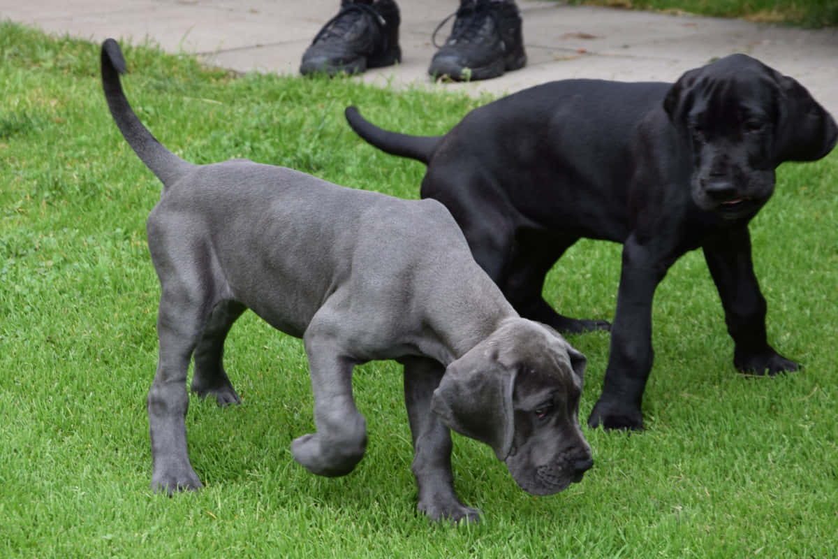 Two Black Puppies Standing On The Grass