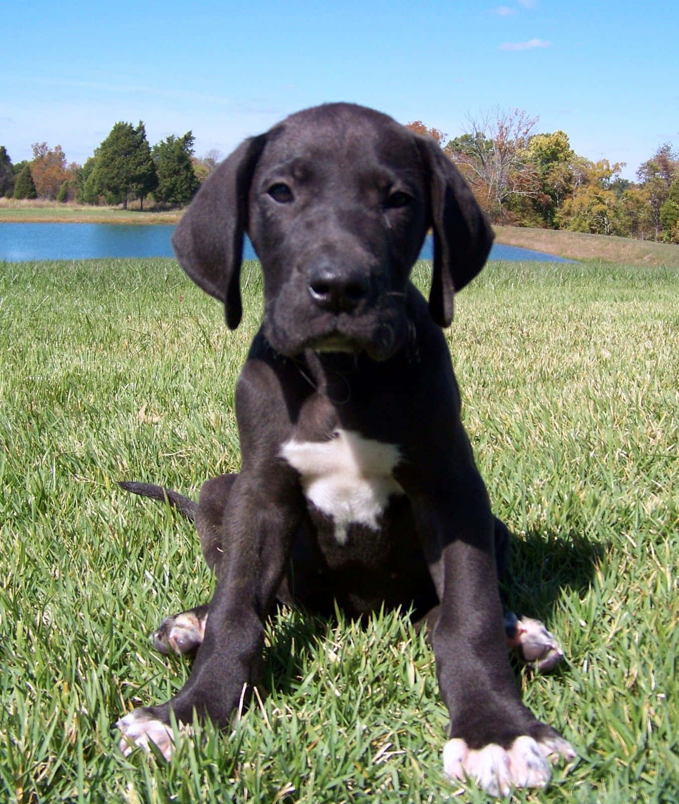 A Black Puppy Sitting On The Grass
