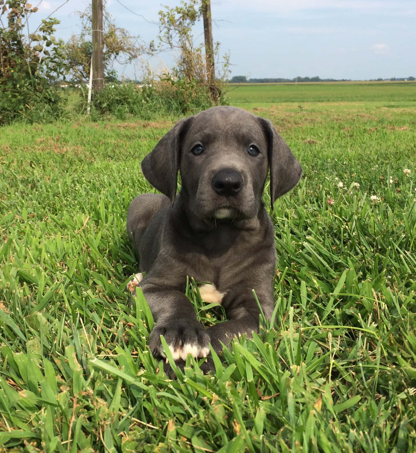 Cuteness Overload! Playful Great Dane Puppies Ready for Fun