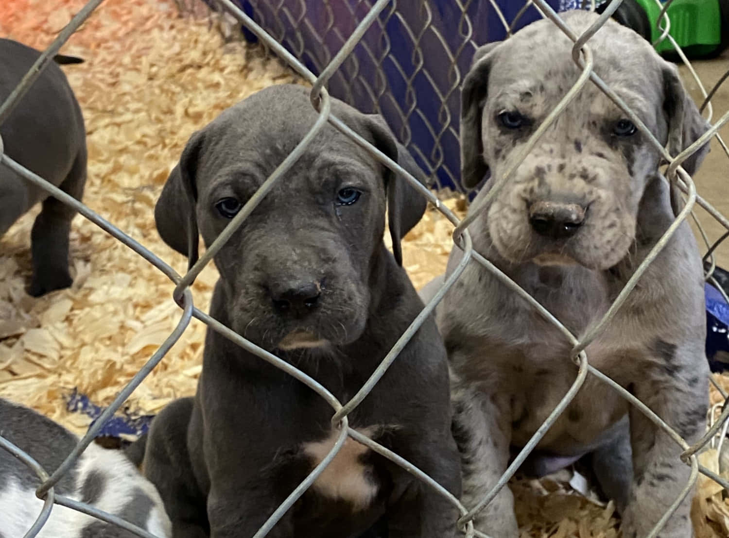 Adorable Great Dane Puppies Ready for Their Forever Home