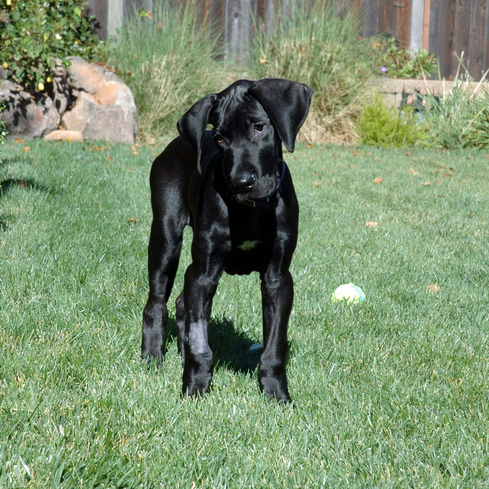 A Black Dog Standing In The Grass
