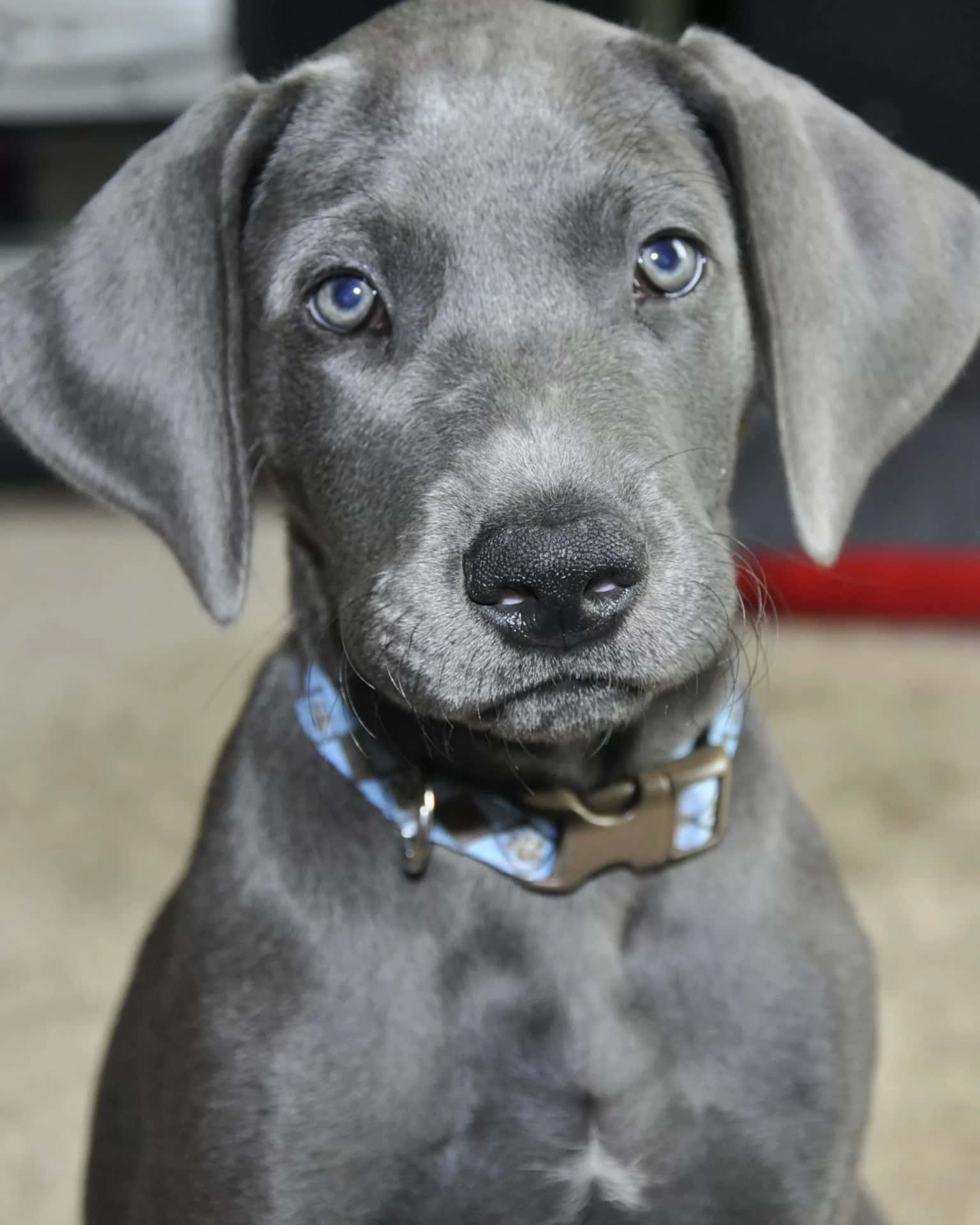 A Grey Puppy With Blue Eyes Is Sitting On The Floor