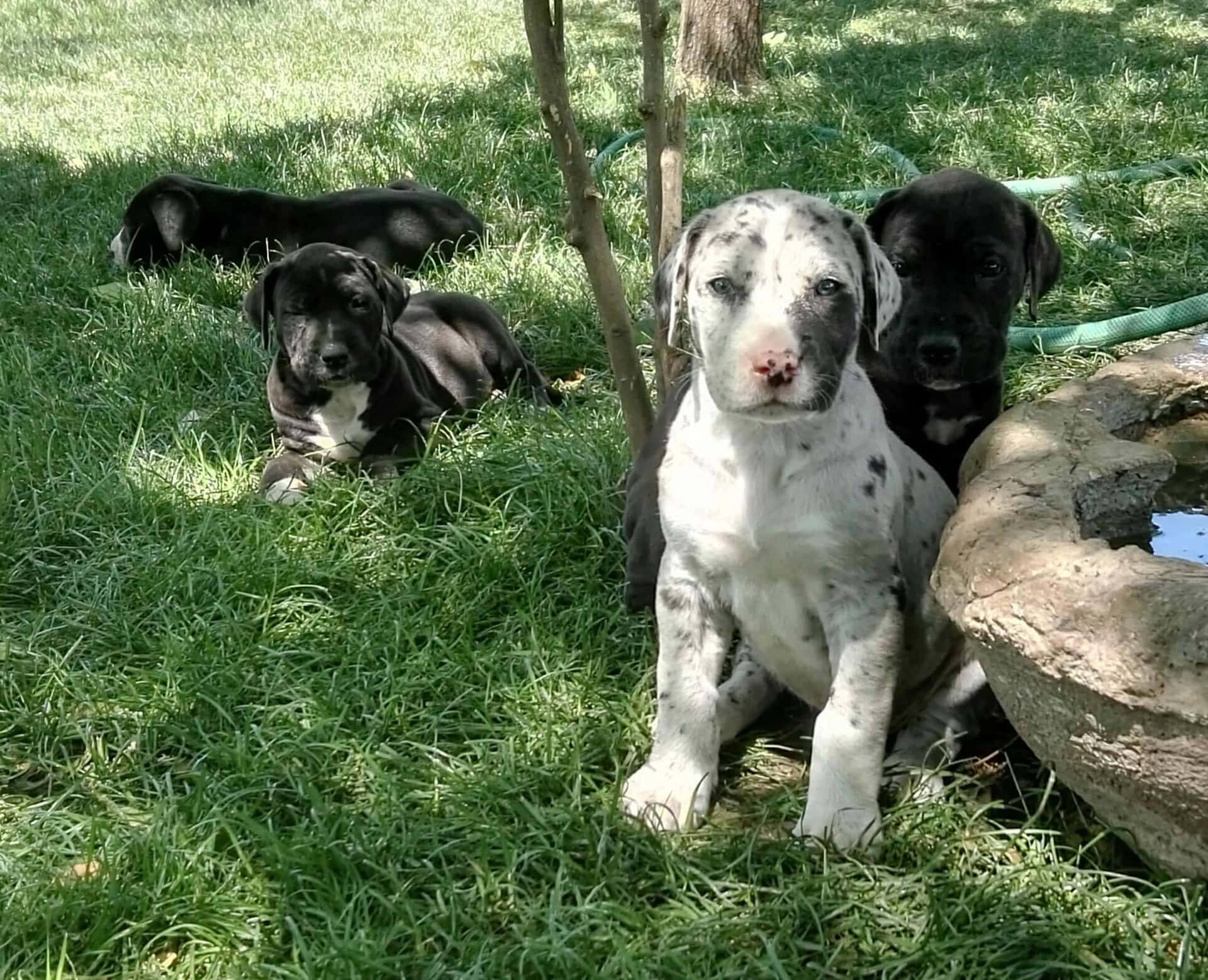 A Group Of Puppies Sitting In The Grass Near A Water Fountain