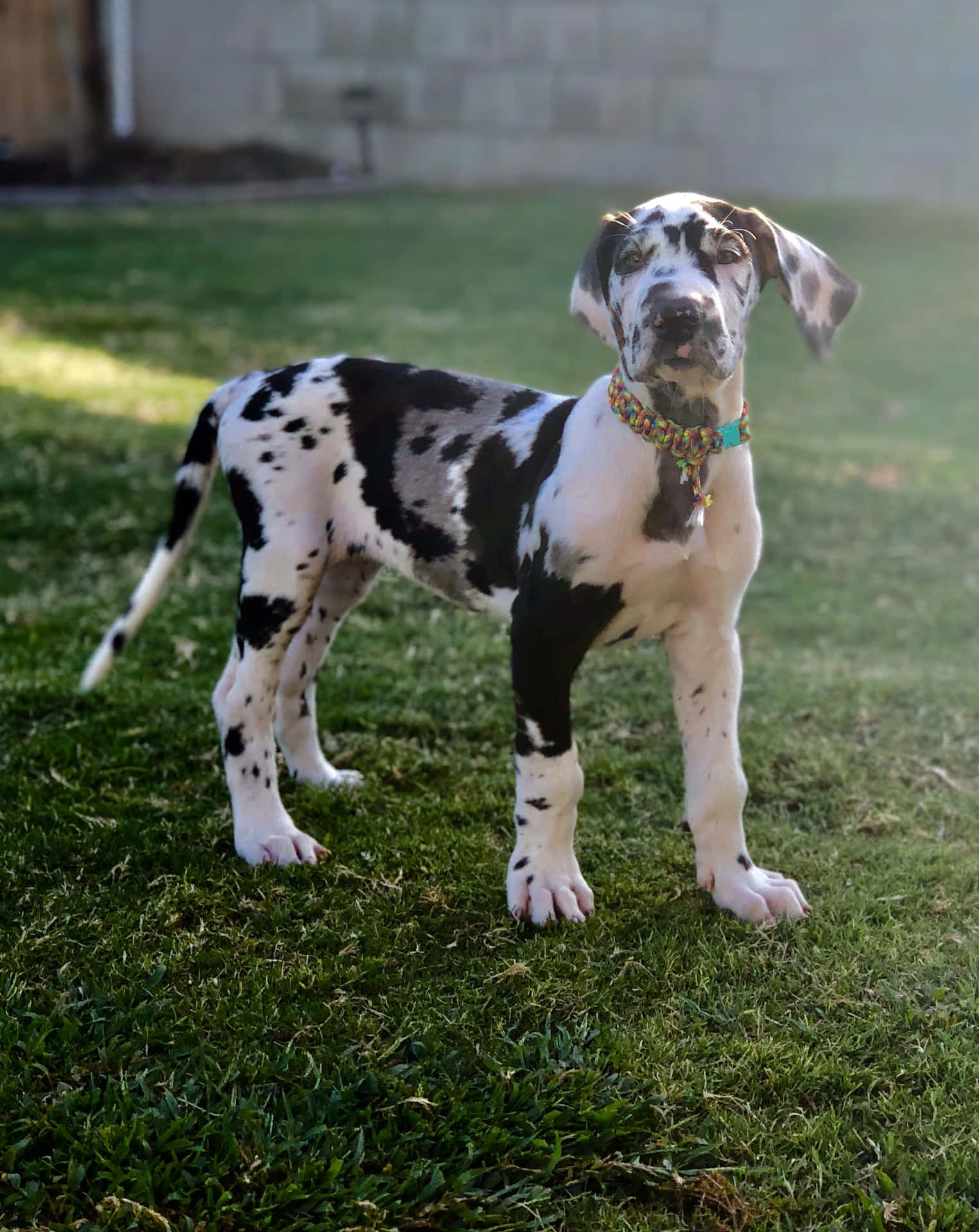 Great Dane Puppies, best friends for life