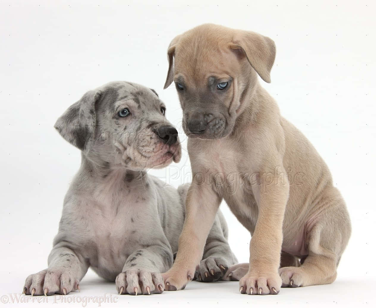 Adorable Great Dane Puppies Playing with Each Other