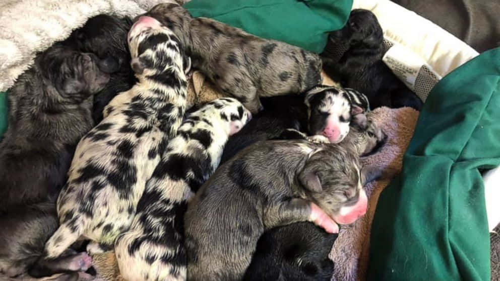 A Group Of Puppies Are Laying In A Bed