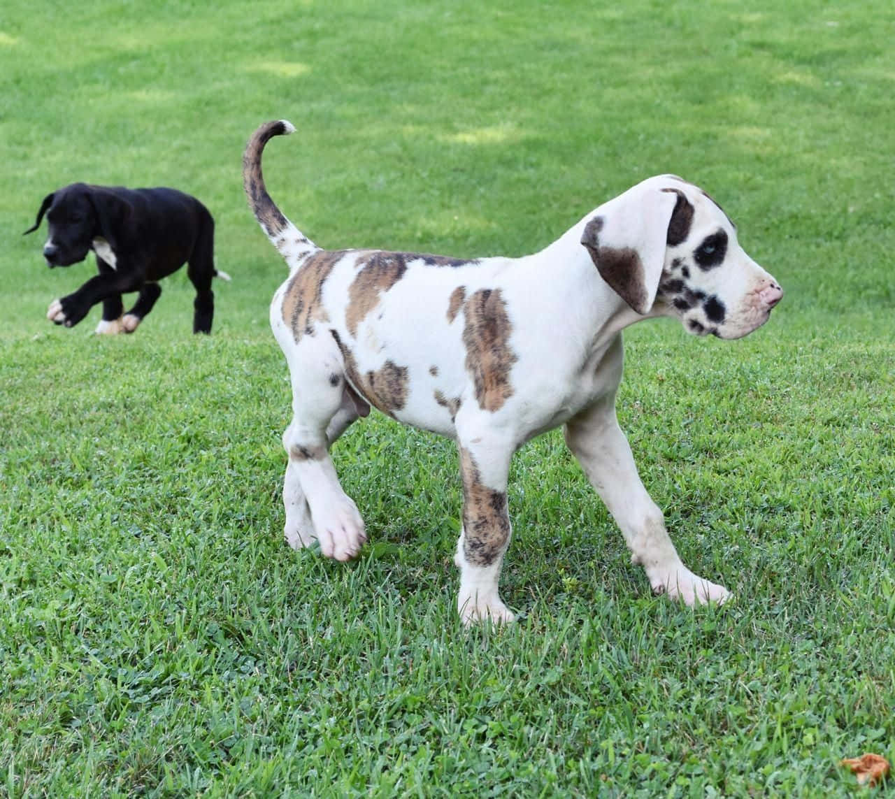 Two Black And White Puppies Running In The Grass