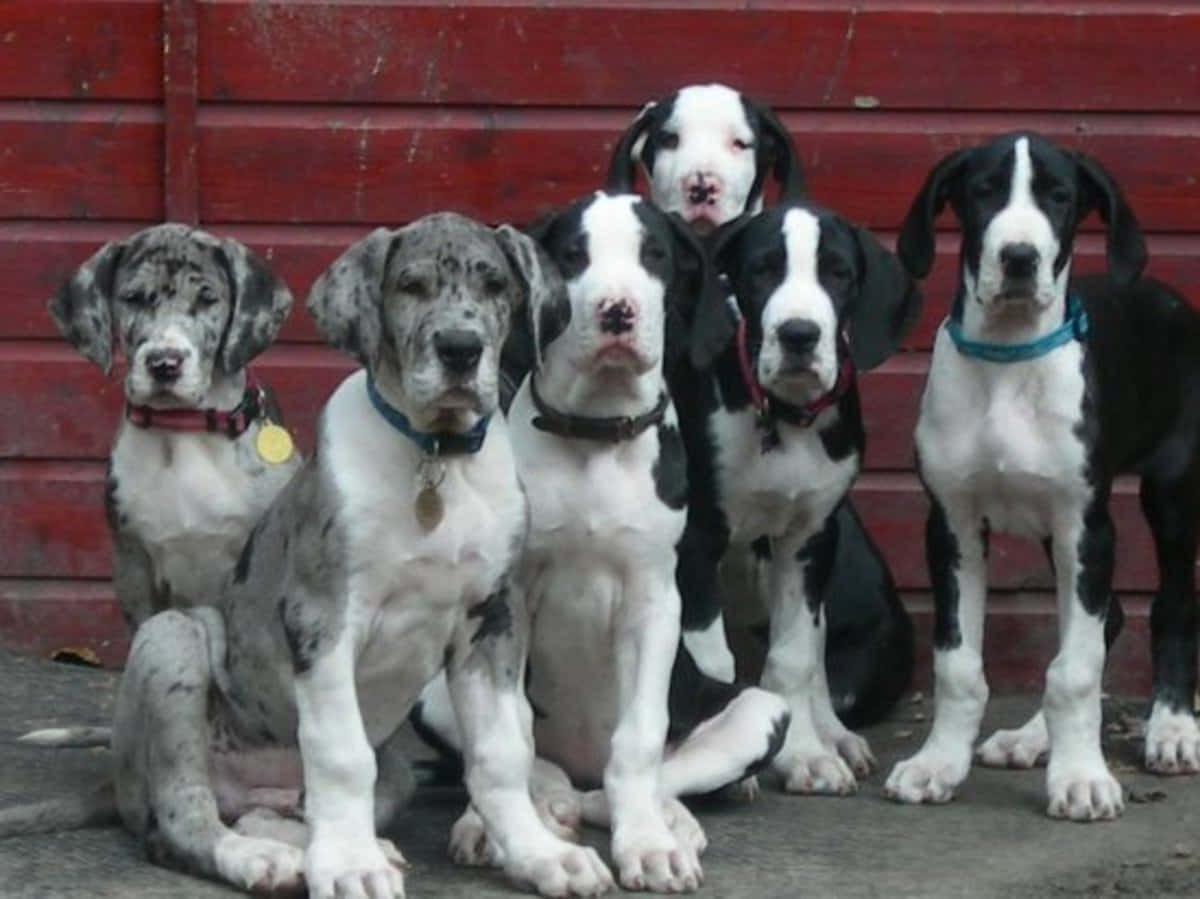 "Adorable New Great Dane Puppies"