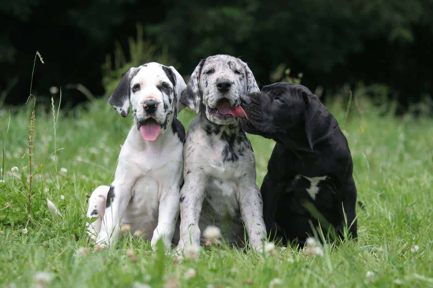 Adorable Great Dane Puppies Looking for a Home