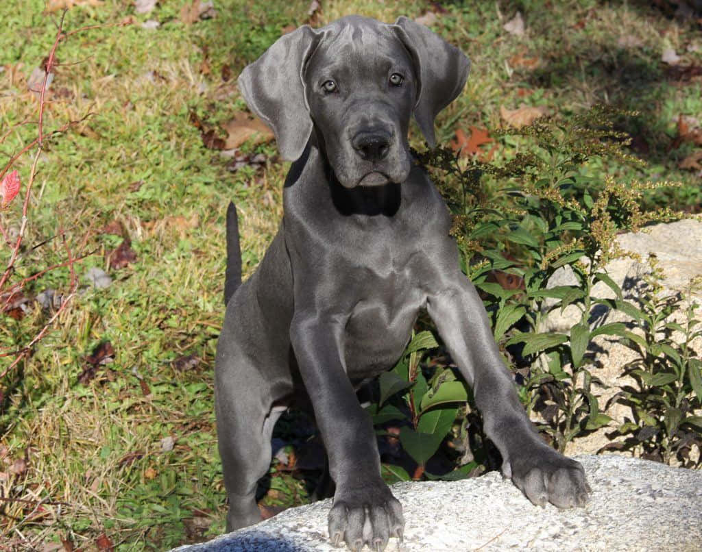 A Large Grey Dog Standing On A Rock