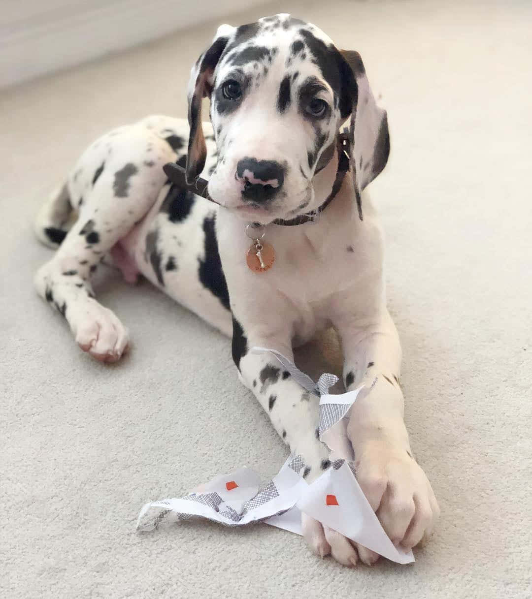 A Dalmatian Puppy Laying On The Floor With A Piece Of Paper