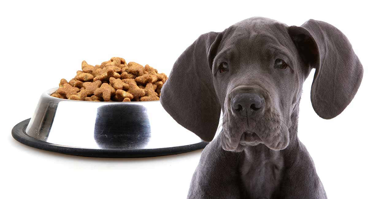 A Dog Is Standing Next To A Bowl Of Dog Food