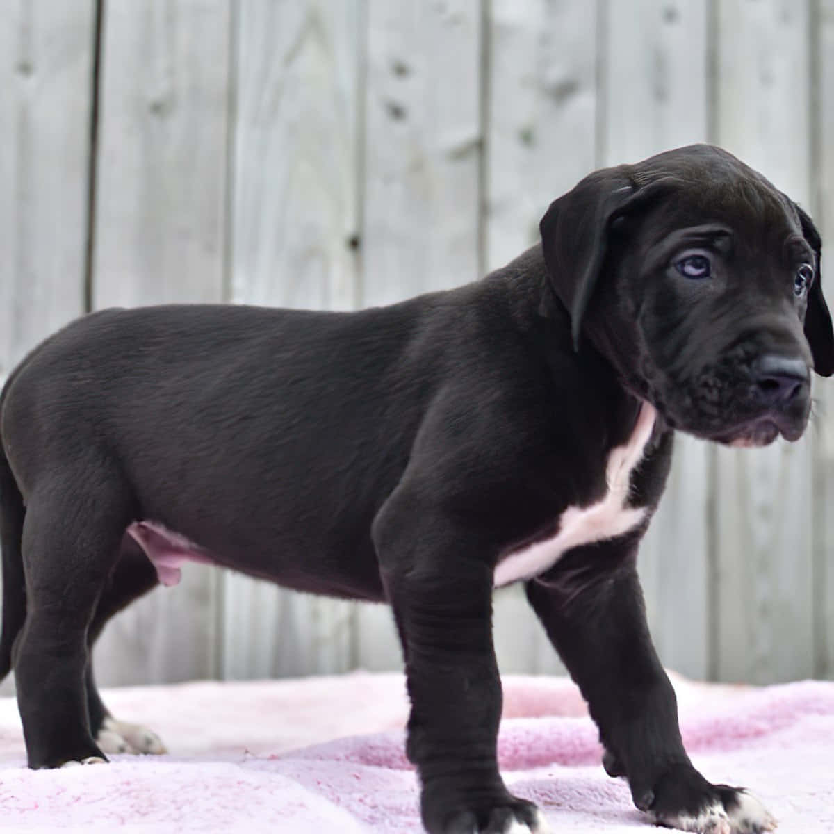 A litter of adorable Great Dane puppies with big personalities!
