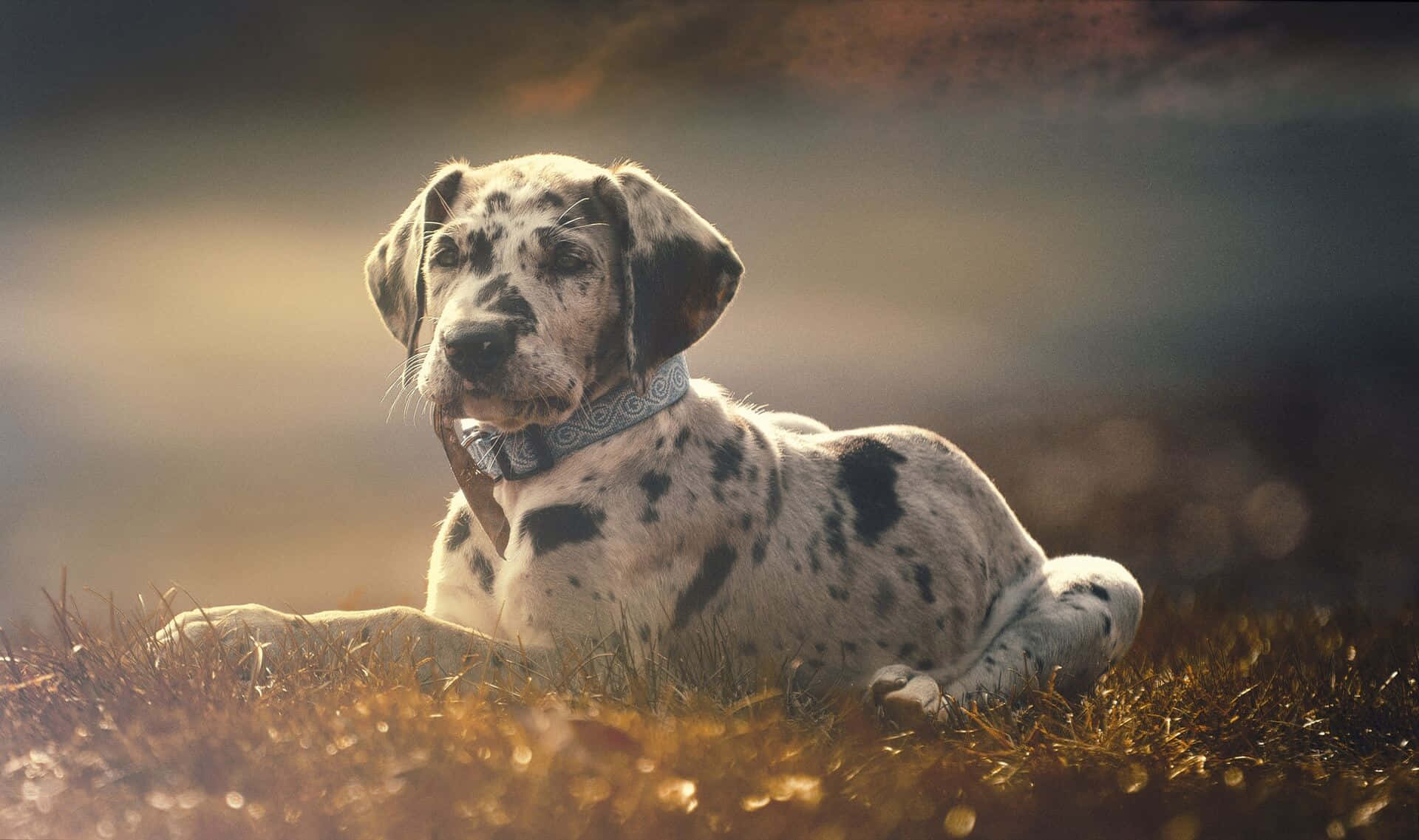 Great Dane Puppyin Autumn Light Wallpaper