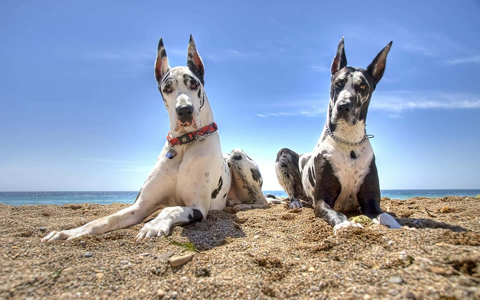 Great Danes Beachside Pose Wallpaper