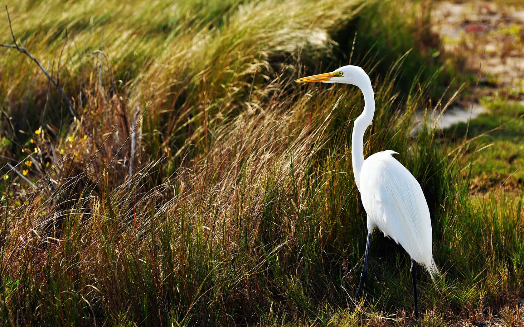 Great_ Egret_ Amidst_ Tall_ Grass.jpg Wallpaper