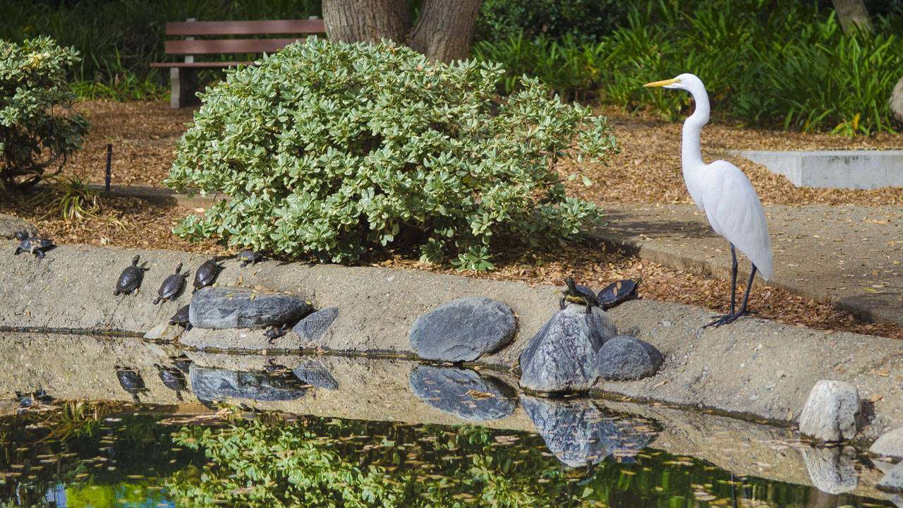 Store Egret og skildpadder på Caltech-dammen Wallpaper