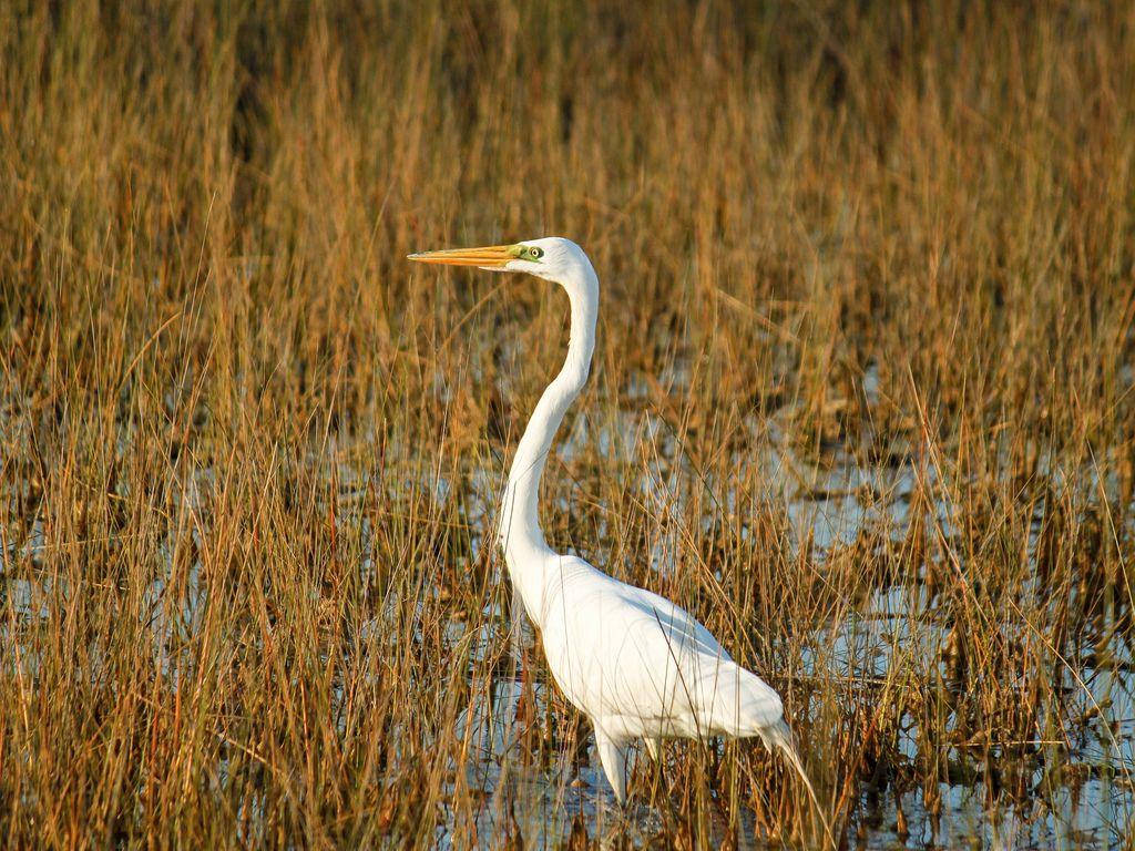 Great Egret At Everglades National Park Picture