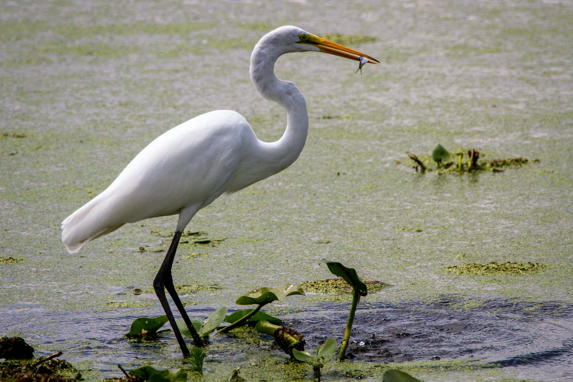 Grand Héron Blanc Attrapant Un Poisson Fond d'écran