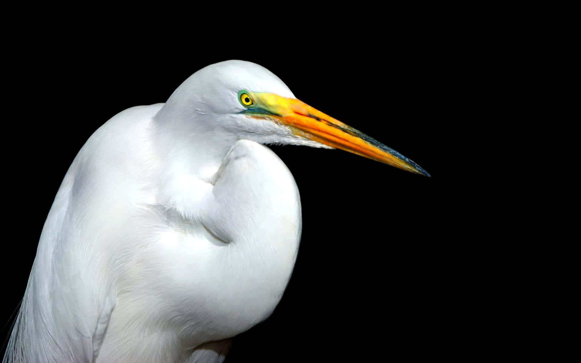 Stor Egret Nærbilde Portrett Bakgrunnsbildet