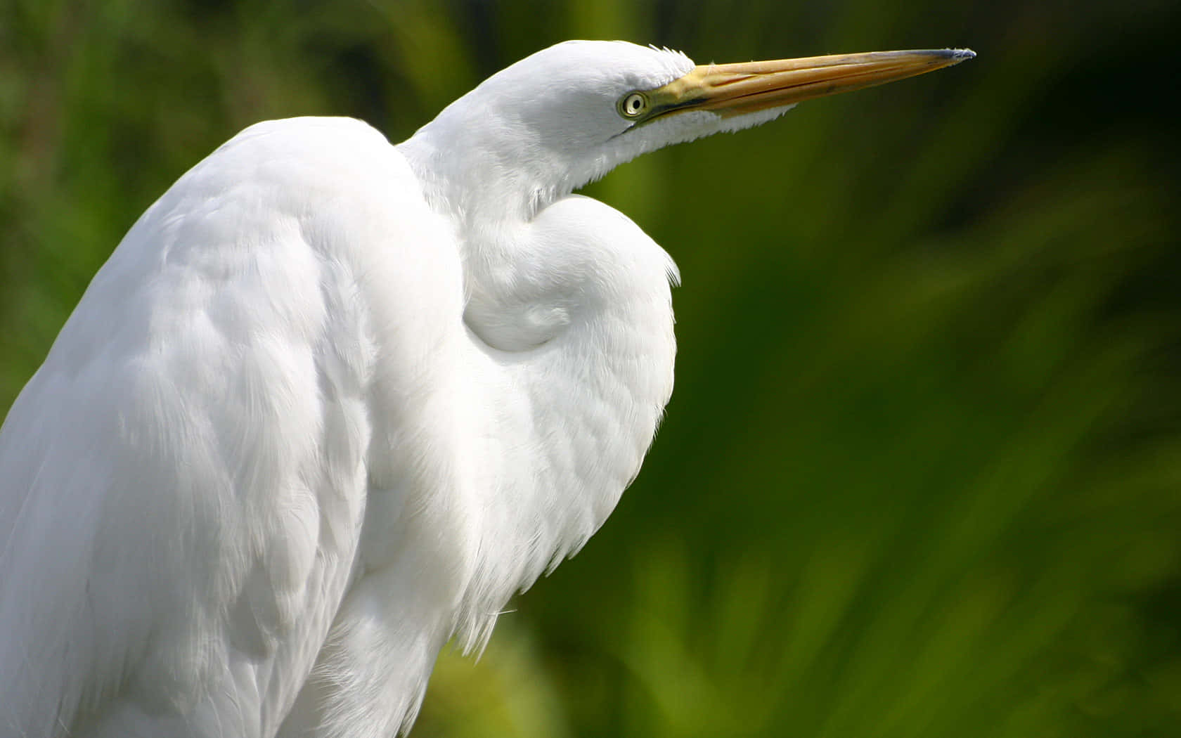 Great_ Egret_ Closeup_ Portrait.jpg Wallpaper