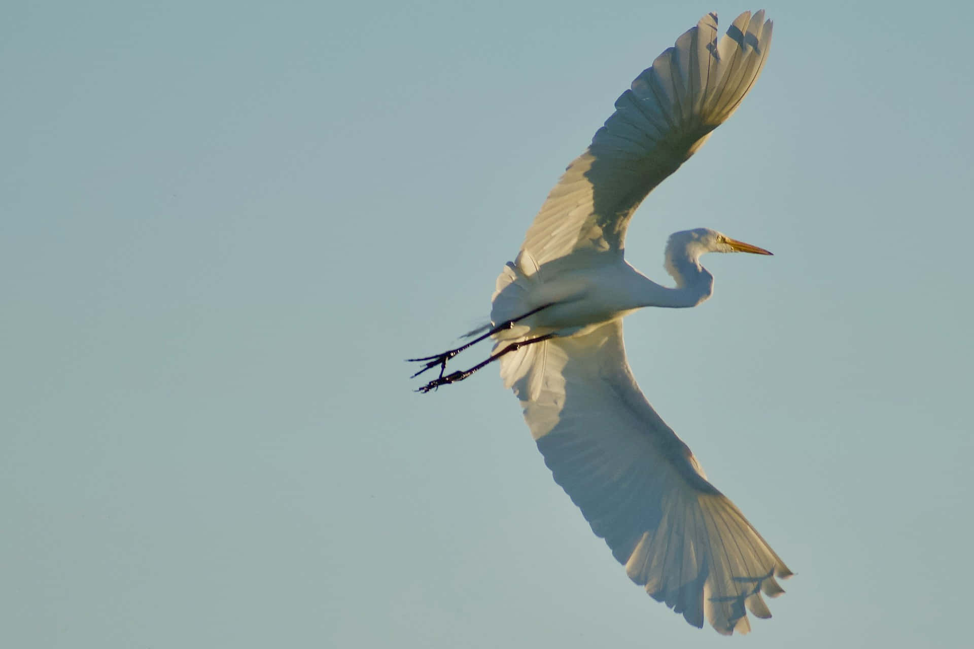 Burung Egret Besar Terbang Wallpaper