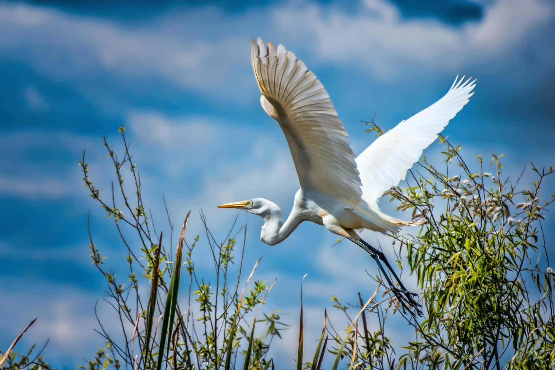 Stor Egret I Flukt Mot Blå Himmel Bakgrunnsbildet